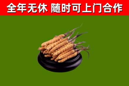 开封市回收冬虫夏草